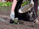 Как правильно известковать почву?
