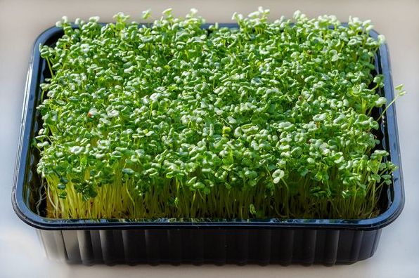 Смачна та корисна мікрозелень: вирощування мікрогріну з насіння